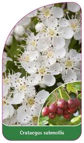 Attēlu rezultāti vaicājumam “Crataegus submollis”