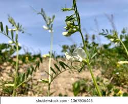 Attēlu rezultāti vaicājumam “Vicia angustifolia flower”