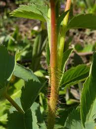 Attēlu rezultāti vaicājumam “Rosa subcanina leaf”