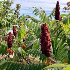 Attēlu rezultāti vaicājumam “Rhus typhina”