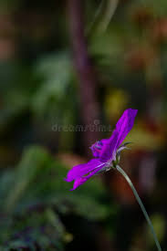 Attēlu rezultāti vaicājumam “Geranium palustre flower”
