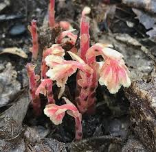 Attēlu rezultāti vaicājumam “Monotropa hypopitys”