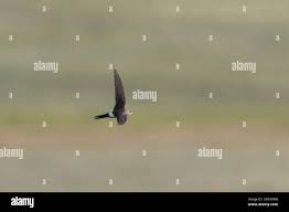 Image result for Apus pacificus