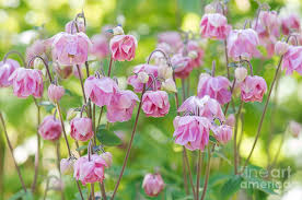 Image result for Aquilegia