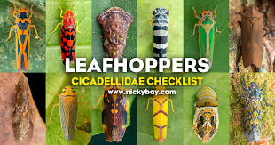 Attēlu rezultāti vaicājumam “Cicadellidae”