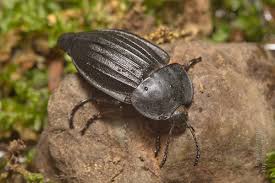 Attēlu rezultāti vaicājumam “Silpha sp.”