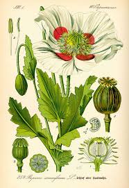 Image result for Mohn