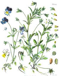 Attēlu rezultāti vaicājumam “Viola tricolor leaf”