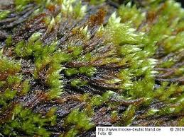 Attēlu rezultāti vaicājumam “Sciuro-hypnum curtum”