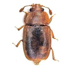 Attēlu rezultāti vaicājumam “Nitidulidae”