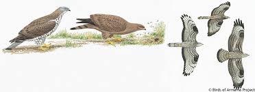 Attēlu rezultāti vaicājumam “Pernis apivorus adult”