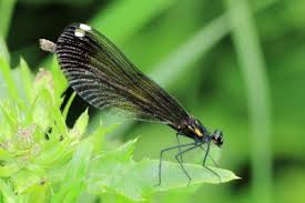 Attēlu rezultāti vaicājumam “Calopterygidae”