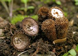 Attēlu rezultāti vaicājumam “Cyathus striatus”