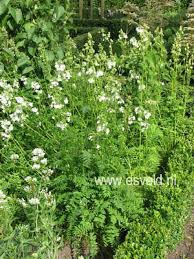 Image result for Polemonium coeruleum album