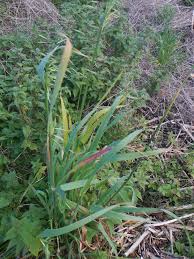 Attēlu rezultāti vaicājumam “Danthonia decumbens fruit”