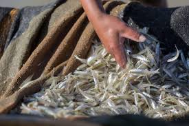 Attēlu rezultāti vaicājumam “Charales”