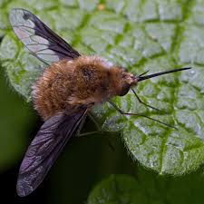 Attēlu rezultāti vaicājumam “Bombyliidae”