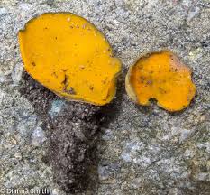 Attēlu rezultāti vaicājumam “Caloscypha fulgens”