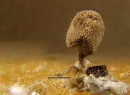 Attēlu rezultāti vaicājumam “Arcyria incarnata macro”