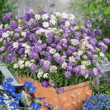 Image result for Iberis umbellata