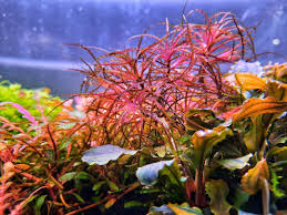 Attēlu rezultāti vaicājumam “Najas tenuissima leaf”