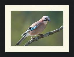 Attēlu rezultāti vaicājumam “Garrulus glandarius”