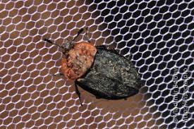 Attēlu rezultāti vaicājumam “Epirrhoe tristata imago”