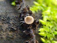 Attēlu rezultāti vaicājumam “Ciboria amentacea”