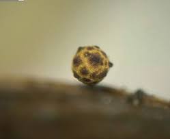 Attēlu rezultāti vaicājumam “Hemitrichia sordivesiculosa spores”