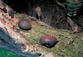 Attēlu rezultāti vaicājumam “Daldinia concentrica”