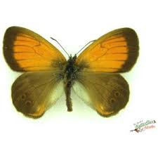 Attēlu rezultāti vaicājumam “Coenonympha arcania”