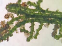 Attēlu rezultāti vaicājumam “Cephaloziella elachista”