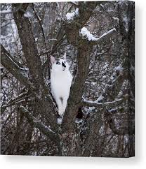 Attēlu rezultāti vaicājumam “Felis silvestris catus”