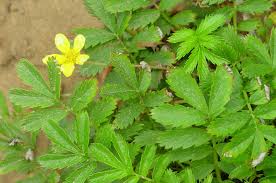 Attēlu rezultāti vaicājumam “Potentilla arenaria leaf”
