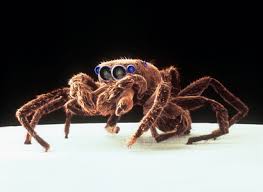 Attēlu rezultāti vaicājumam “Salticus sp.”