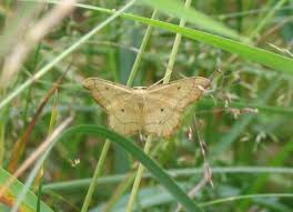 Attēlu rezultāti vaicājumam “Idaea emarginata”