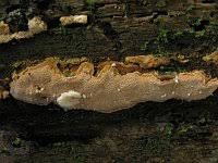 Attēlu rezultāti vaicājumam “Rigidoporus crocatus”