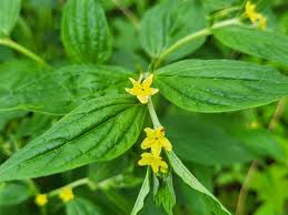 Attēlu rezultāti vaicājumam “Lithospermum officinale flower”
