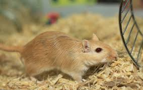 Image result for Gerbil