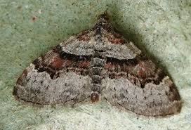 Attēlu rezultāti vaicājumam “Xanthorhoe designata”