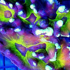 Attēlu rezultāti vaicājumam “Colostygia pectinataria male”