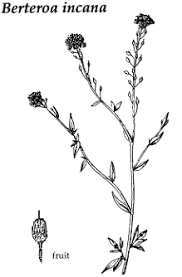 Attēlu rezultāti vaicājumam “Berteroa incana fruit”