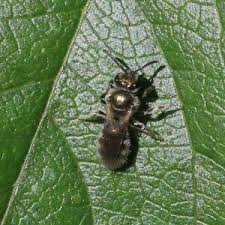 Attēlu rezultāti vaicājumam “Andrena”