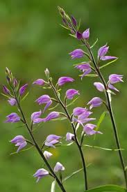 Attēlu rezultāti vaicājumam “Cephalanthera rubra leaf”