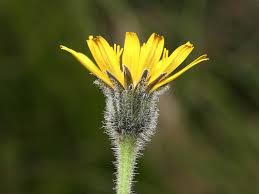 Attēlu rezultāti vaicājumam “Leontodon hispidus leaf”