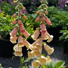 Attēlu rezultāti vaicājumam “Digitalis purpurea flower”