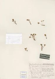 Attēlu rezultāti vaicājumam “Juncus capitatus”