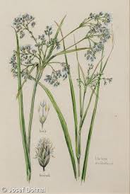 Attēlu rezultāti vaicājumam “Scirpus sylvaticus flower”