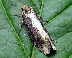 Attēlu rezultāti vaicājumam “Scardia boletella”