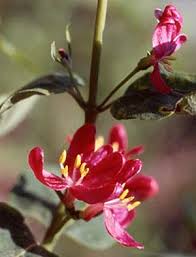 Attēlu rezultāti vaicājumam “Lonicera tatarica bud”